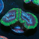 Acan / Micromussa - riptide aquaculture llc