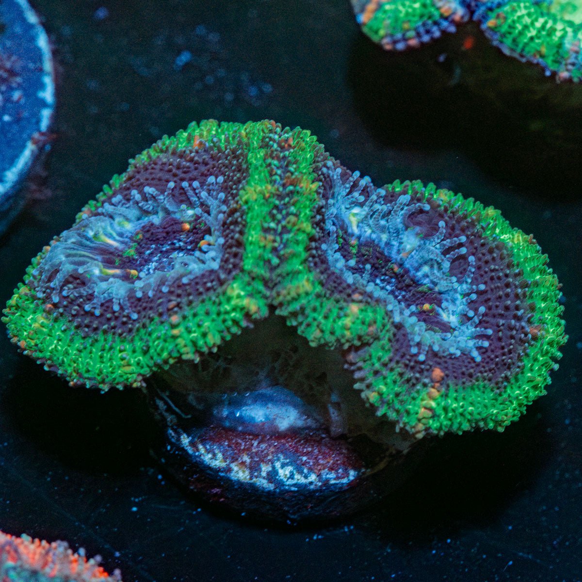 Acan / Micromussa - riptide aquaculture llc