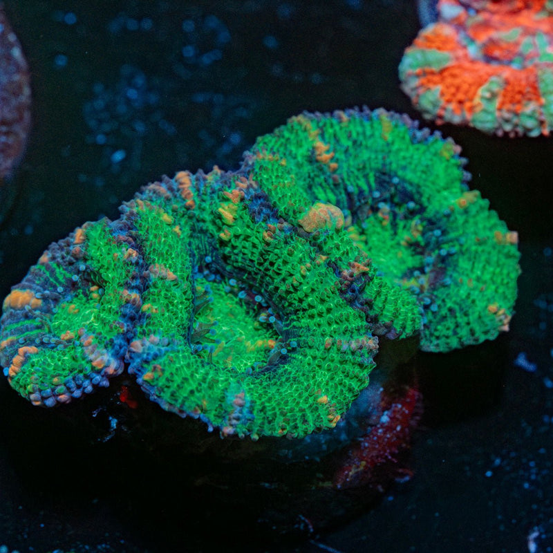 Acan /  Micromussa