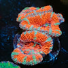 Acan / Micromussa - riptide aquaculture llc
