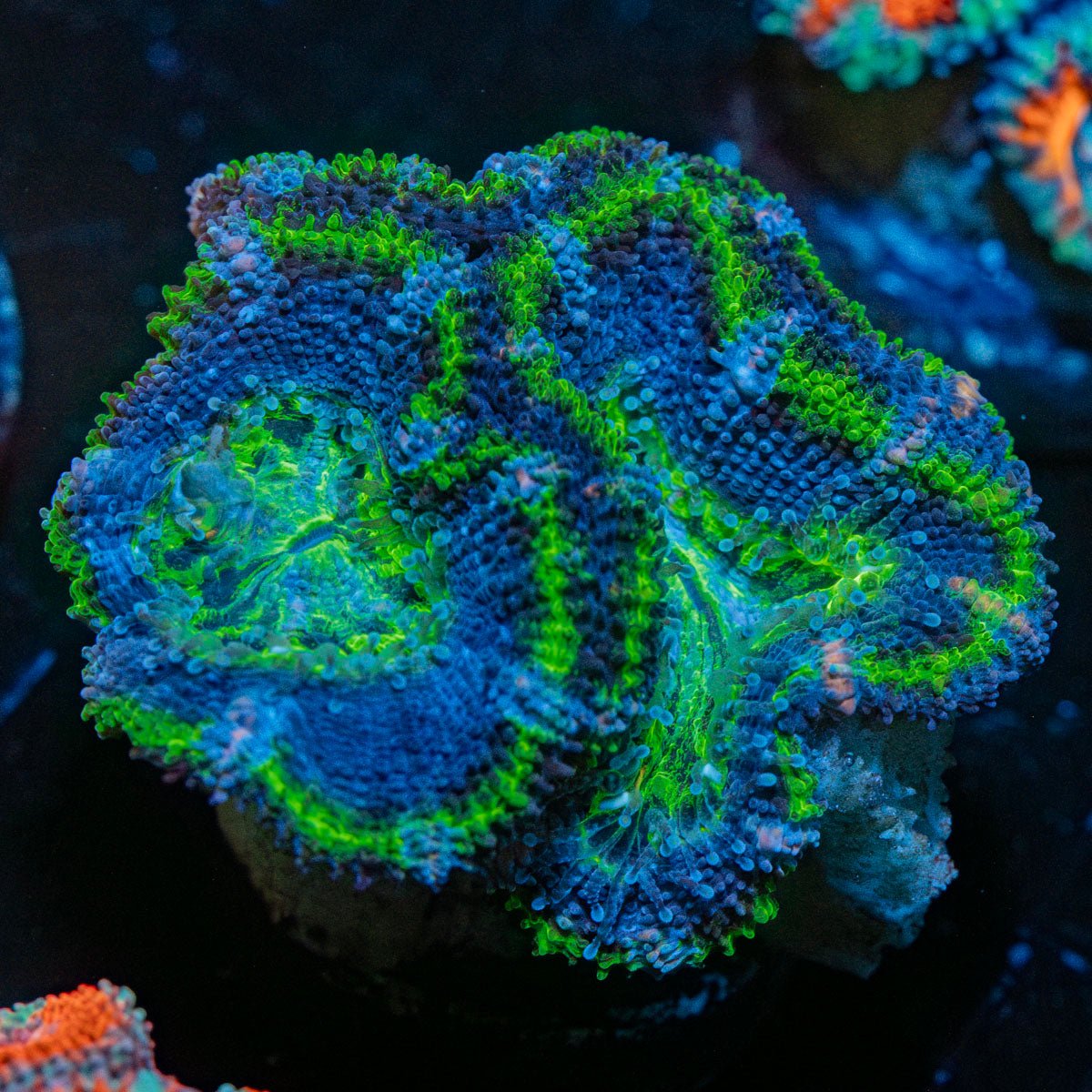 Acan / Micromussa - riptide aquaculture llc