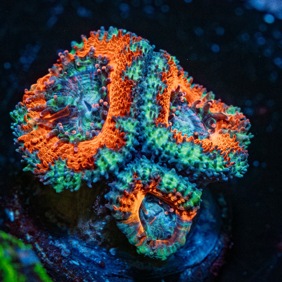 Acan / Micromussa - riptide aquaculture llc