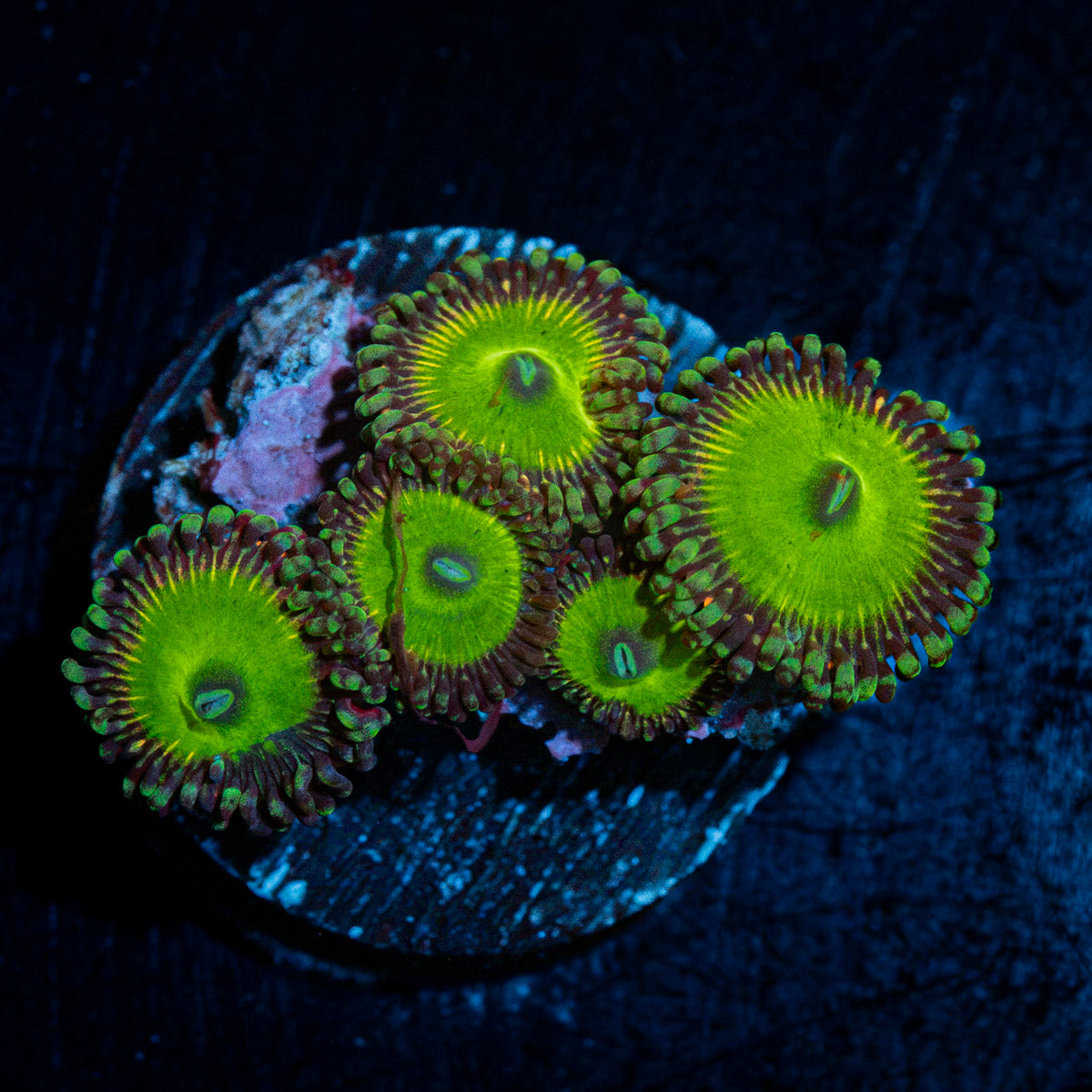 Candy Apple Greens Zoanthid coral colony growth in reef aquarium