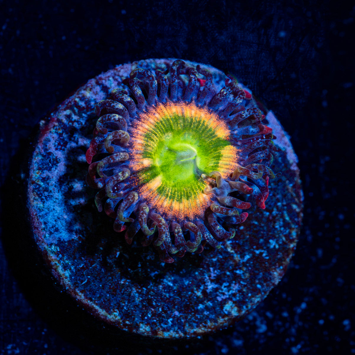 Funny D's Zoanthid Coral colony growth in reef aquarium