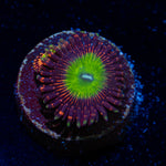 Candy Apple Red Zoanthid Coral colony growth in reef aquarium