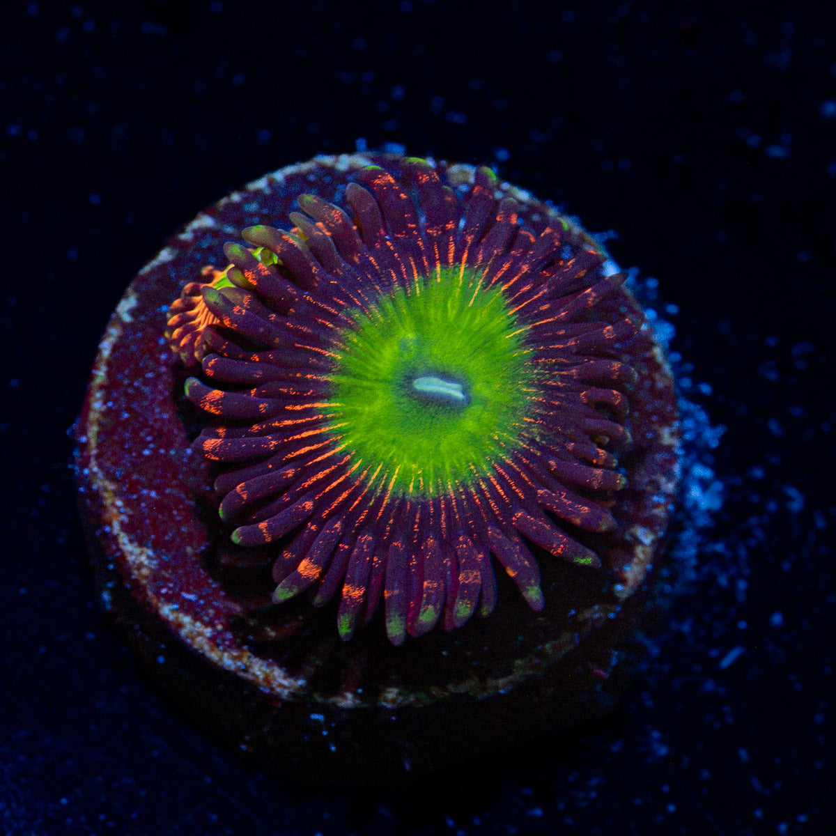 Candy Apple Red Zoanthid Coral colony growth in reef aquarium