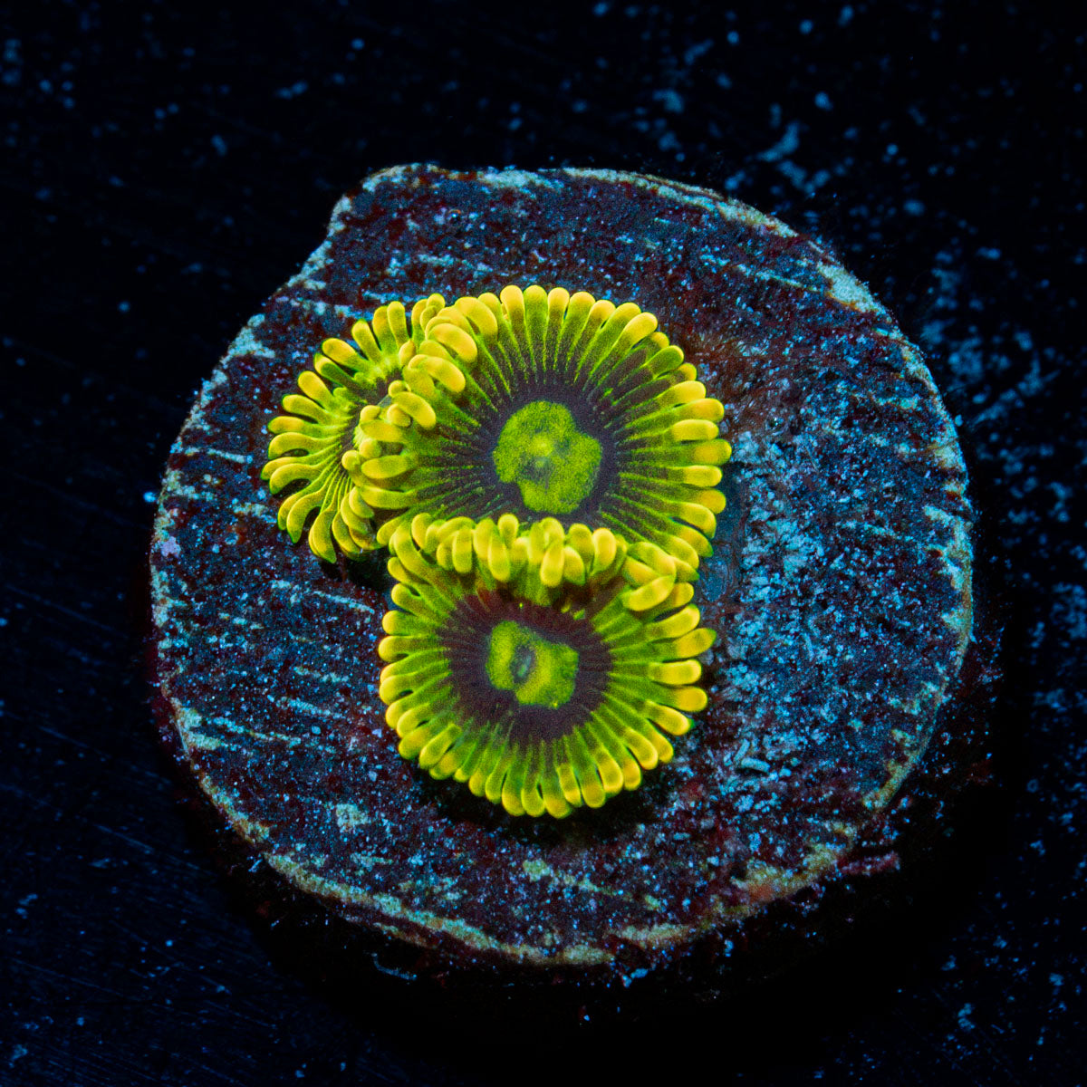 Rainbow Yoda Zoanthid Coral colony growth in reef aquarium