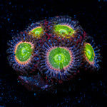 Funny D's Zoanthid Coral colony growth in reef aquarium