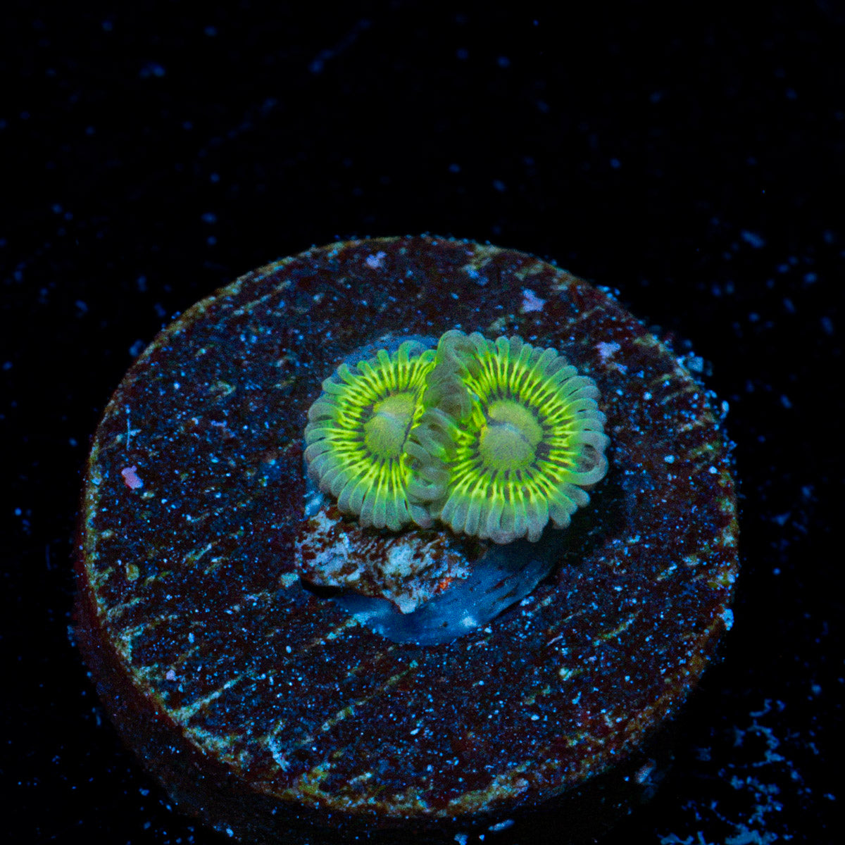 Lemon Lime Zoanthid Coral colony growth in reef aquarium