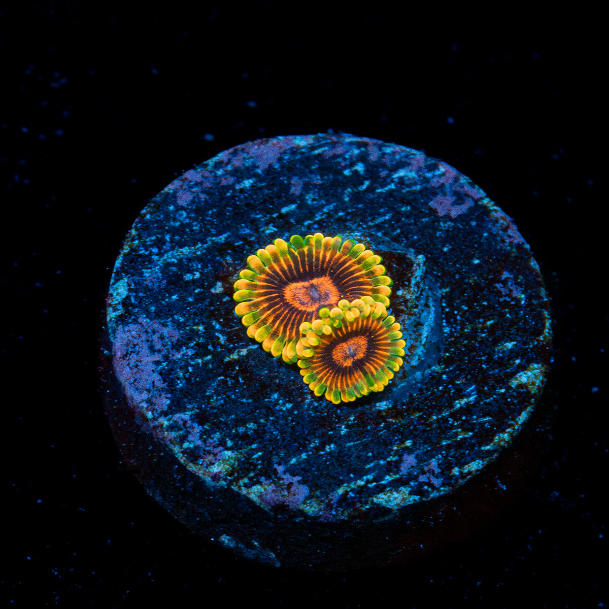 Jedi Mind Trick Zoanthid Coral colony growth in reef aquarium