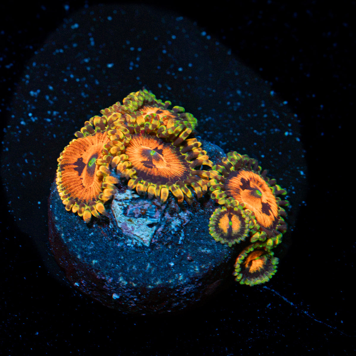 Piranha Plants Zoanthid Coral colony growth in reef aquarium