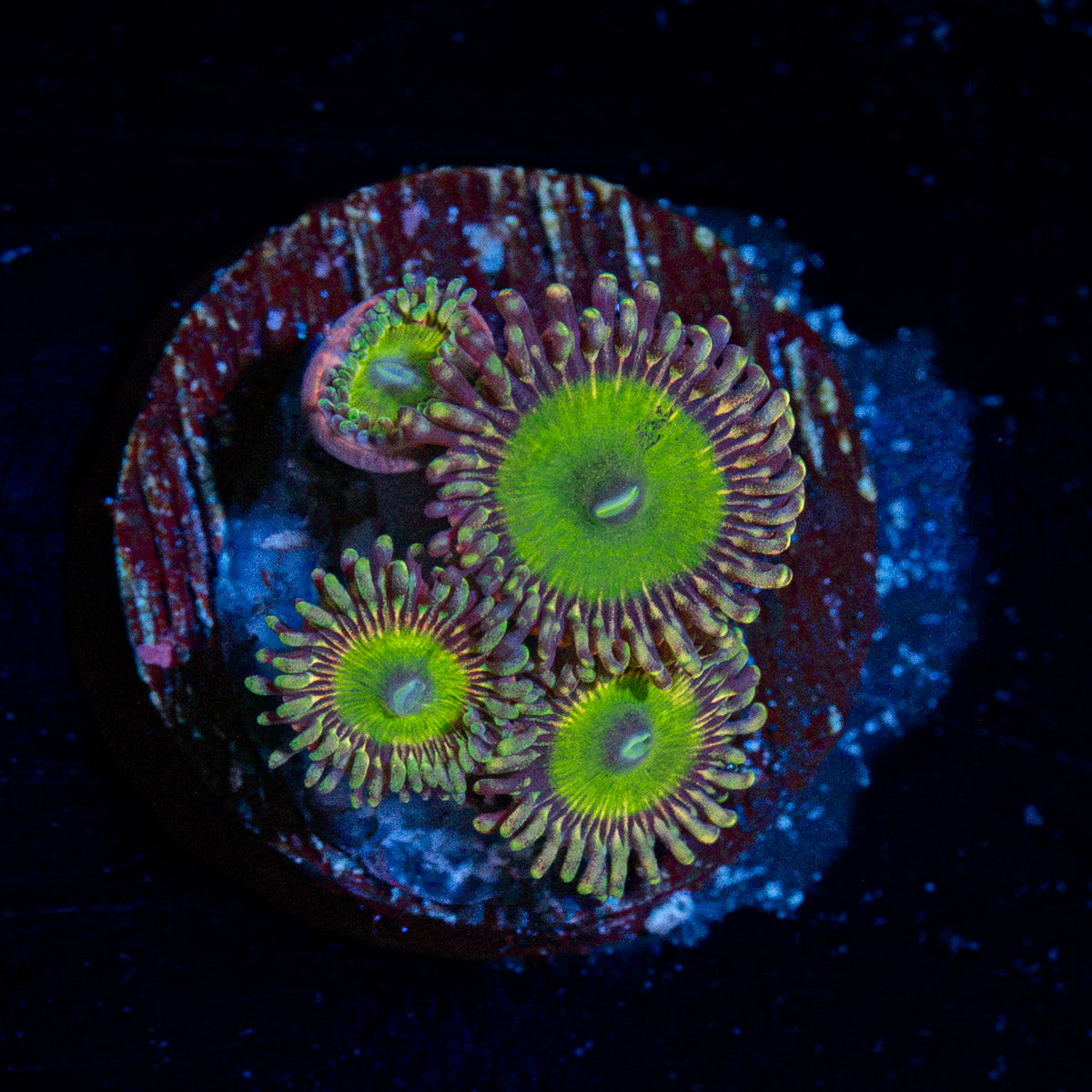 Candy Apple Green Zoanthid Coral colony growth in reef aquarium