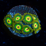 Rasta Zoanthid Coral with colony growth in reef aquarium