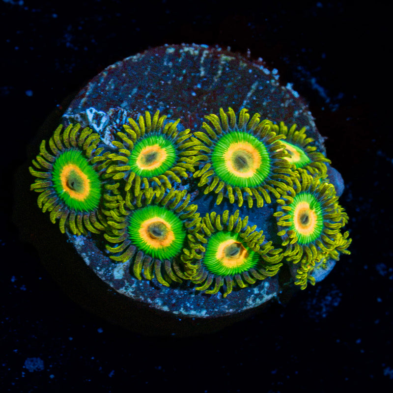 Rasta Zoanthid Coral with colony growth in reef aquarium