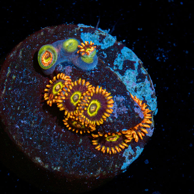 Rainbow Hornets Zoanthid Coral with colony growth in reef aquarium