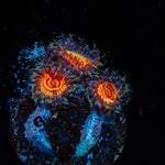 Fruit Ninja Zoanthid Coral with colony growth in reef aquarium