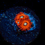 Charmeleon Zoanthid Coral with colony growth in reef aquarium