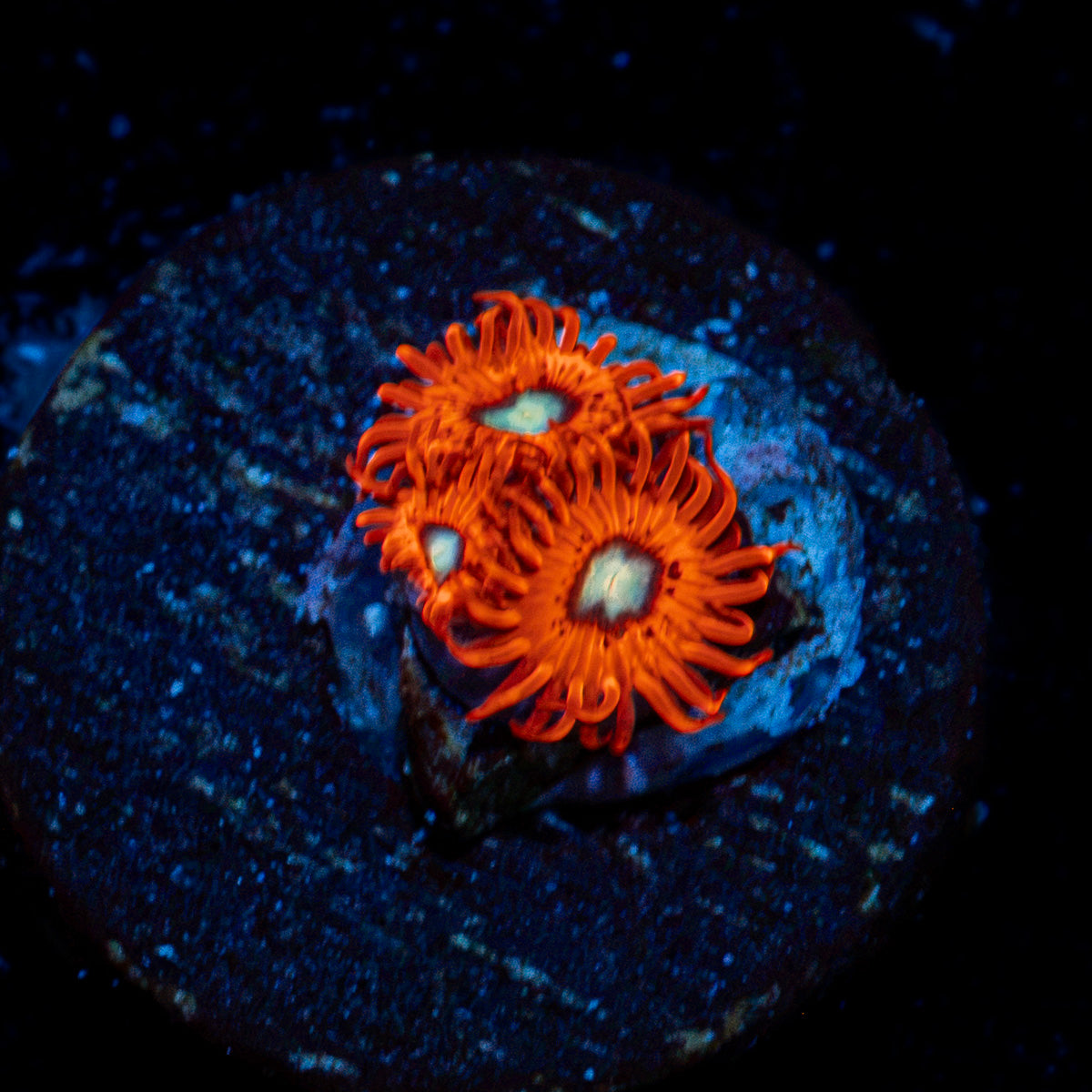 Charmeleon Zoanthid Coral with colony growth in reef aquarium