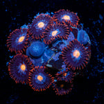 Stitches Zoanthid Coral with colony growth in reef aquarium