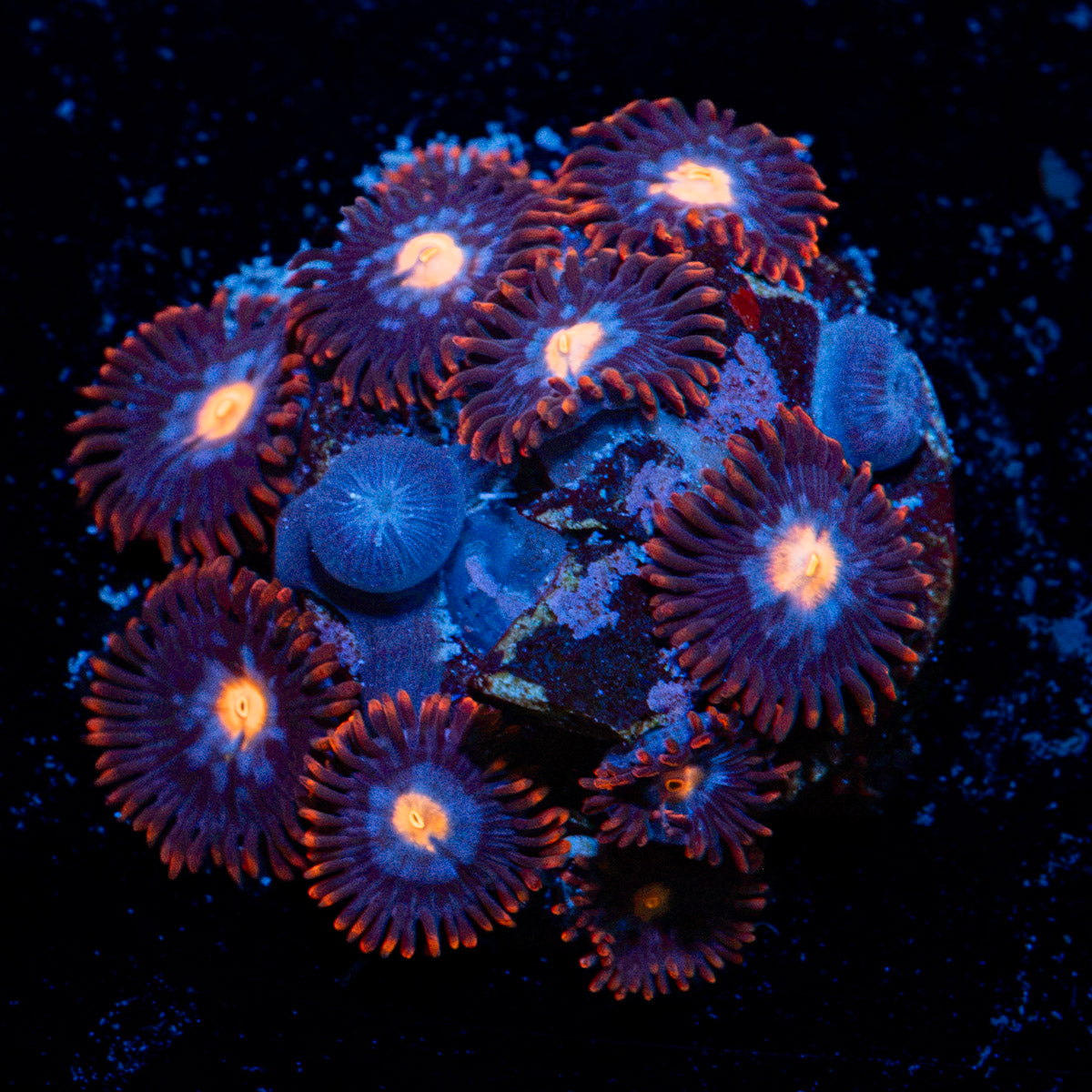 Stitches Zoanthid Coral with colony growth in reef aquarium