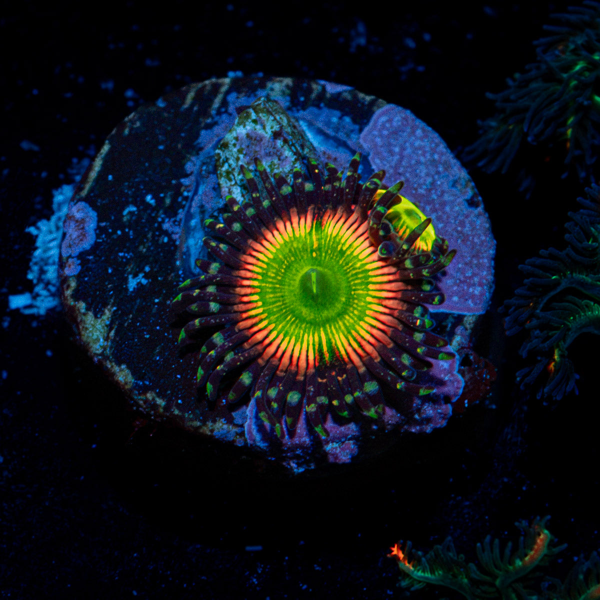 Peach Tea Zoanthid Coral colony growth in reef aquarium