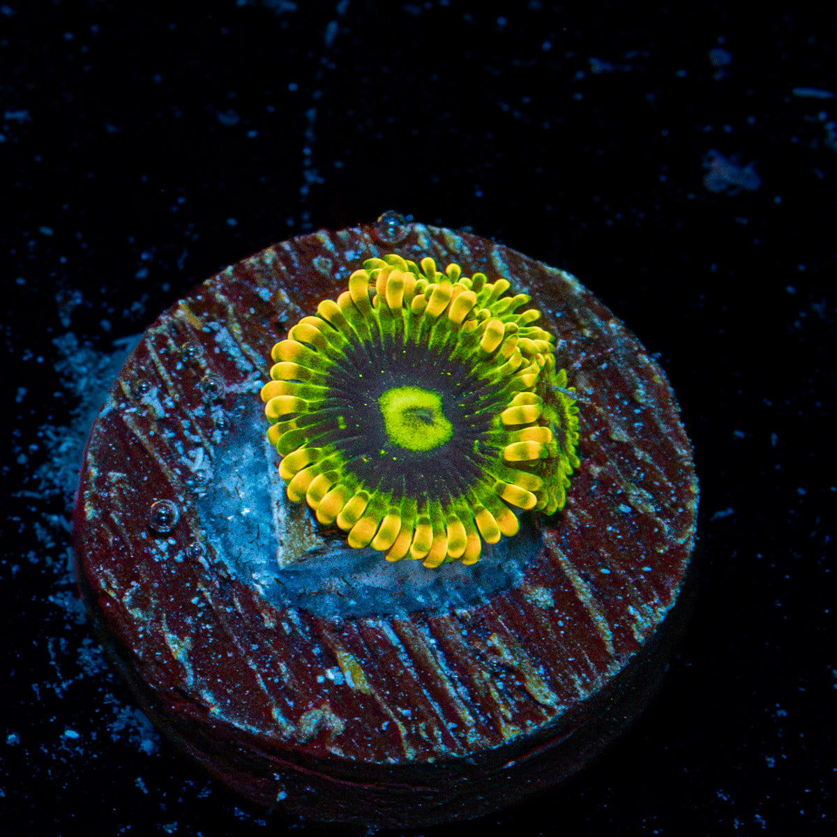 Rainbow Yoda's Zoanthid Coral colony growth in reef aquarium