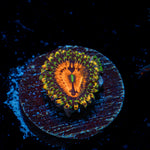 Pharinha Plant Zoanthid Coral colony growth in reef aquarium