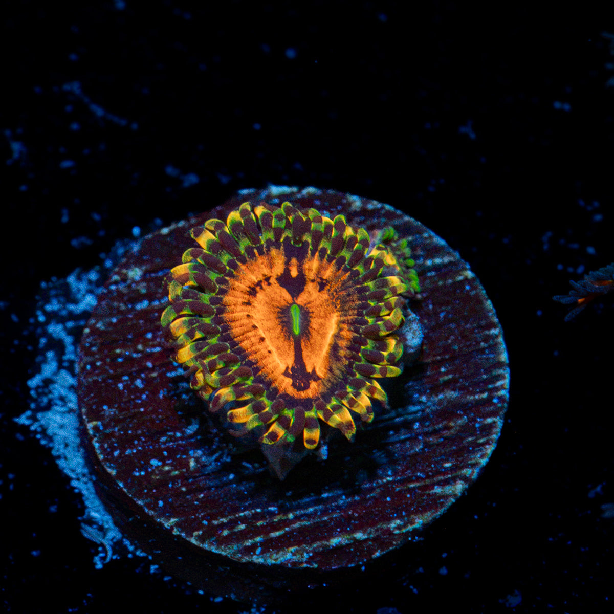 Pharinha Plant Zoanthid Coral colony growth in reef aquarium