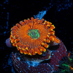 Dark Magician zoanthid coral colony growth in reef aquarium
