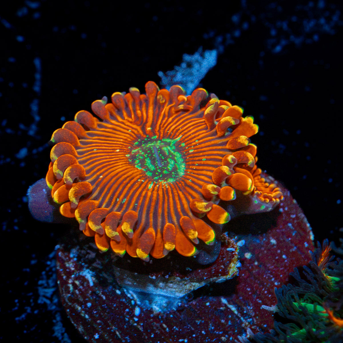 Dark Magician zoanthid coral colony growth in reef aquarium