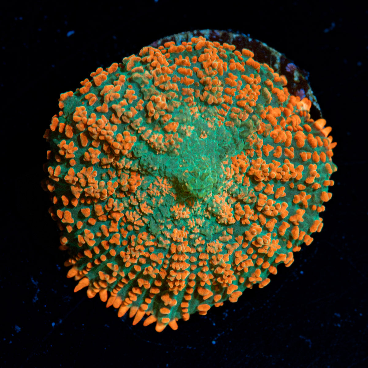 Charmander Rhodactis Mushroom Coral with orange mushroom disc in reef aquarium