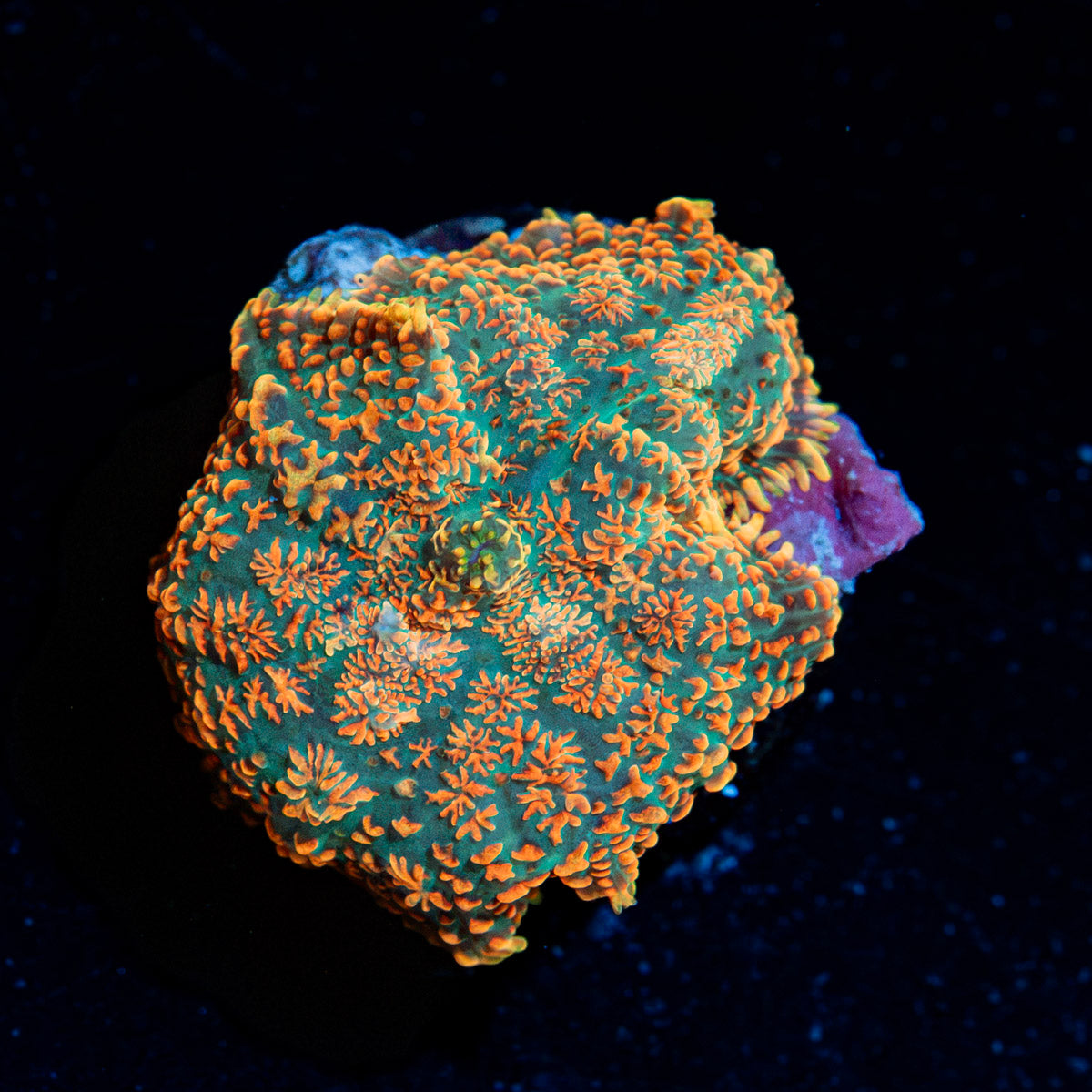 Charmander Rhodactis Mushroom Coral with mushroom disc in reef aquarium