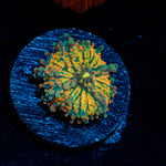 Sunrise Yuma Mushroom Coral with mushroom disc in reef aquarium