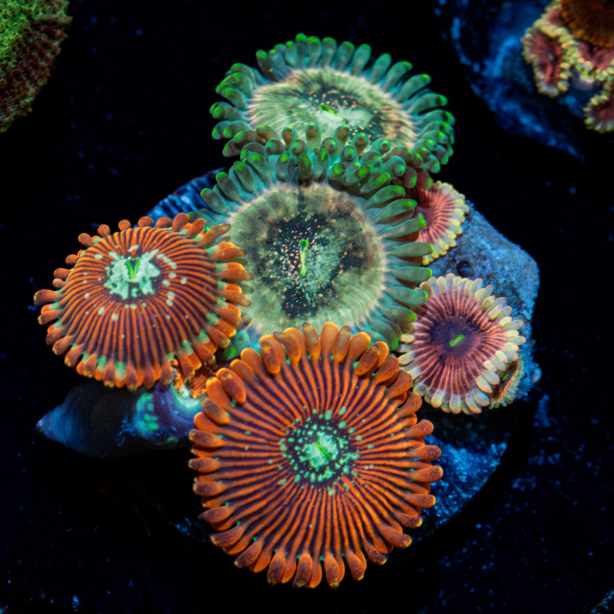 Zoanthid Multi Plug Coral with colony growth in reef aquarium