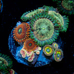 Zoanthid Multi Plug Coral colony growth in reef aquarium
