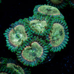 Milky Way Zoanthid Coral colony growth in reef aquarium