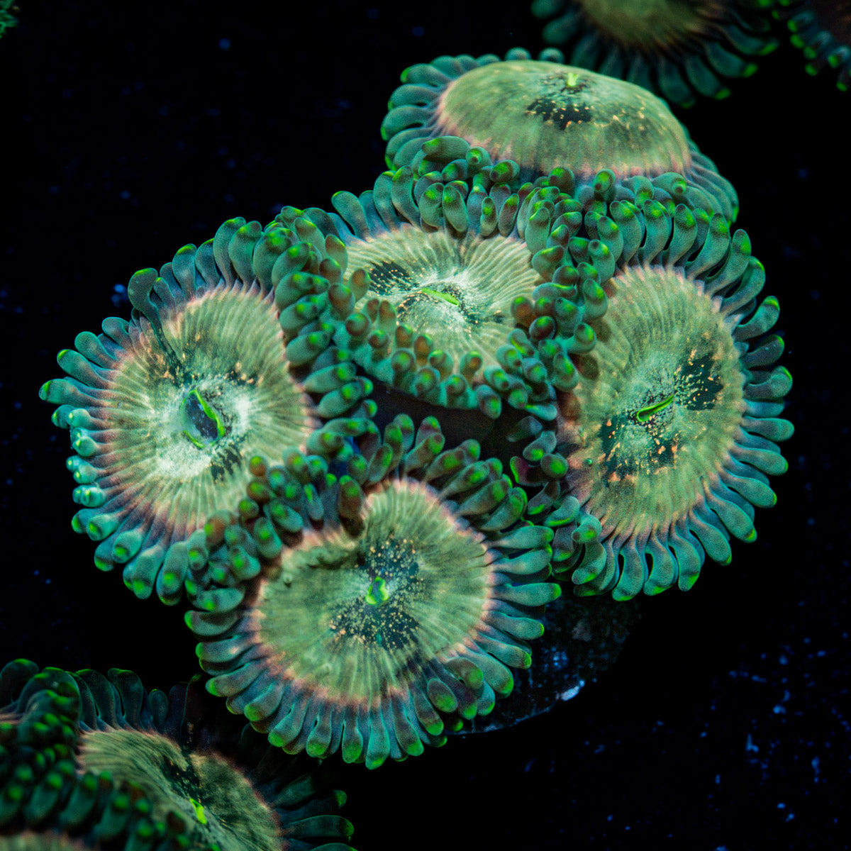 Milky Way Zoanthid Coral colony growth in reef aquarium