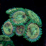 Milky Way Zoanthid Coral colony growth in reef aquarium