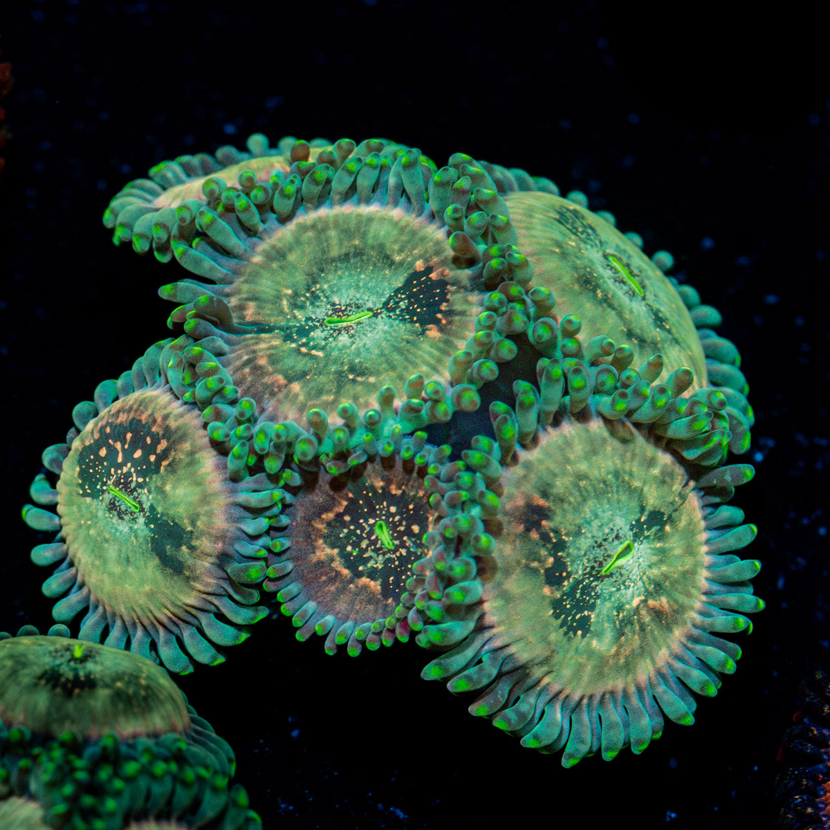 Milky Way Zoanthid Coral colony growth in reef aquarium