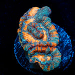 Tsunami Wilsoni Coral with fleshy open polyp in reef aquarium