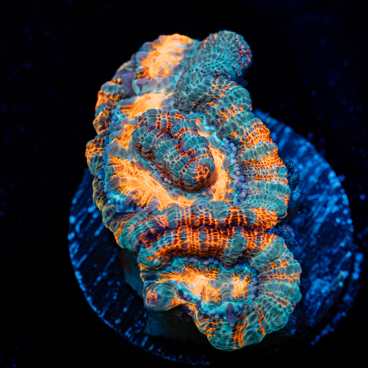 Tsunami Wilsoni Coral with fleshy open polyp in reef aquarium