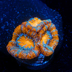 Tsunami Wilsoni Coral with fleshy open polyp in reef aquarium