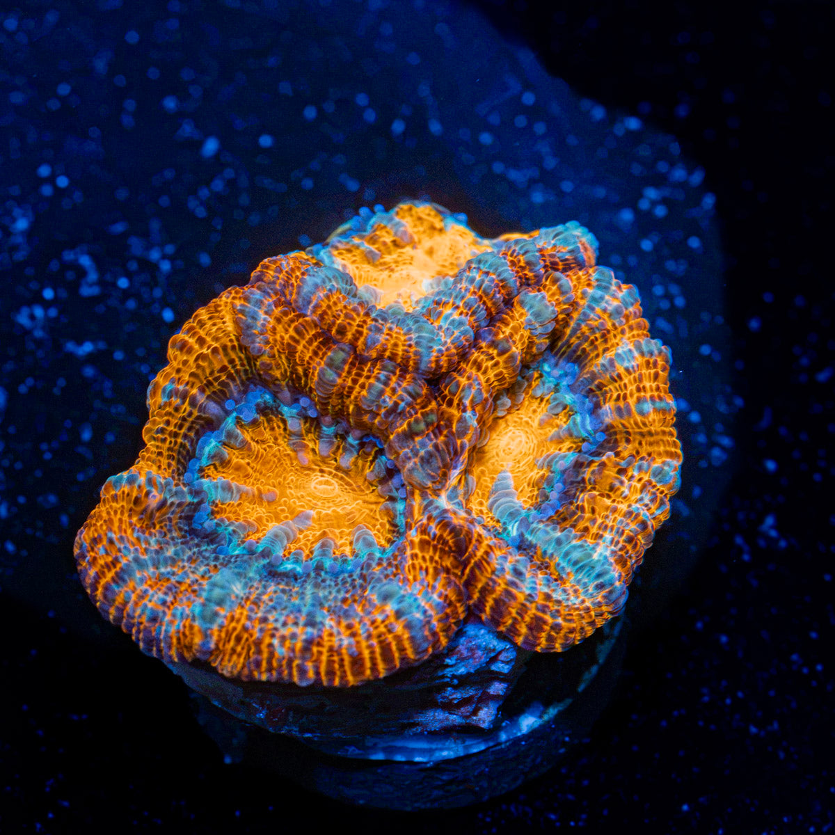 Tsunami Wilsoni Coral with fleshy open polyp in reef aquarium