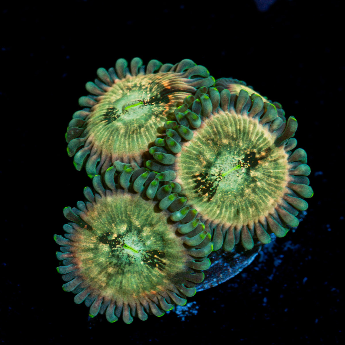 Milky Way Zoanthid Coral colony growth in reef aquarium