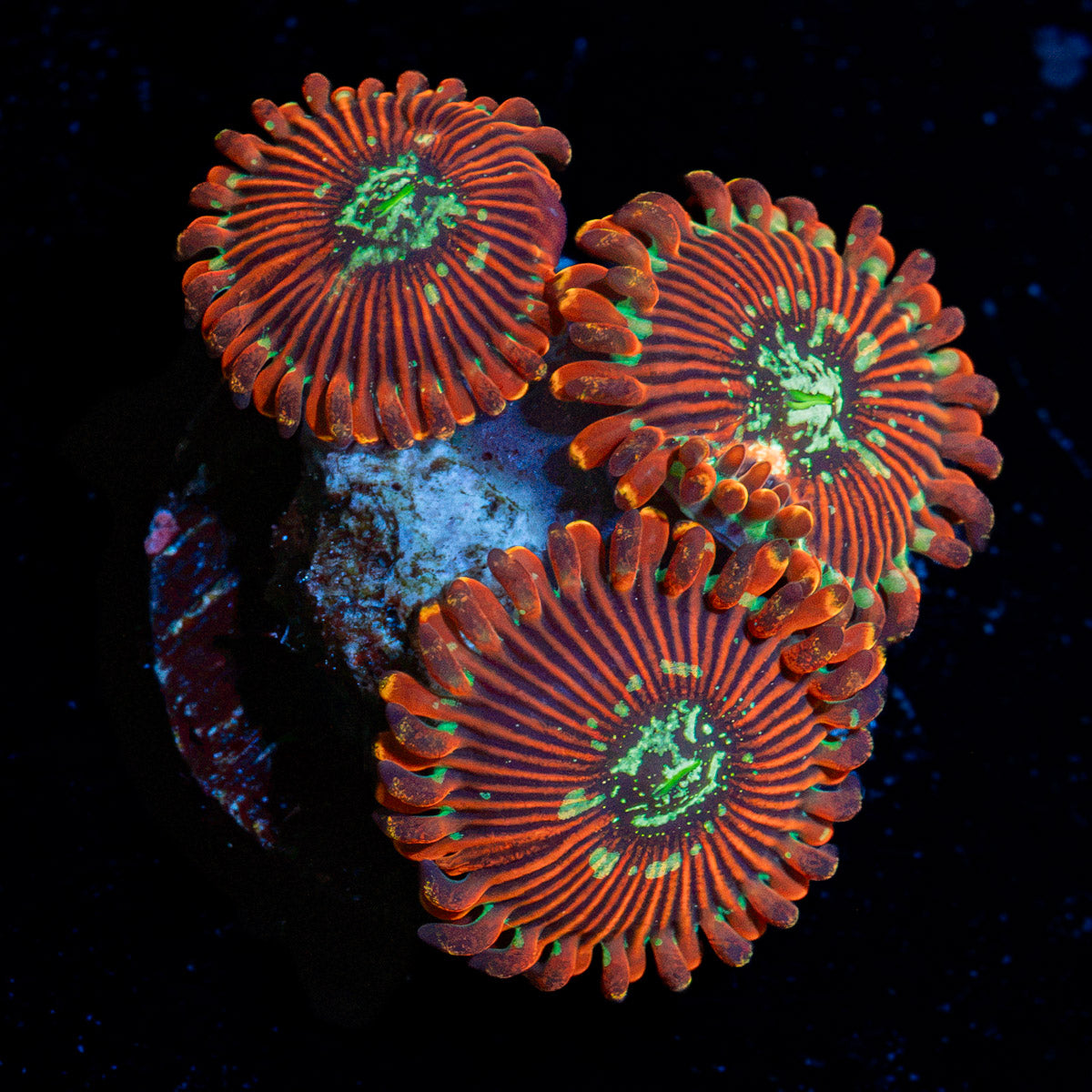 Dark Magician zoanthid coral colony growth in reef aquarium