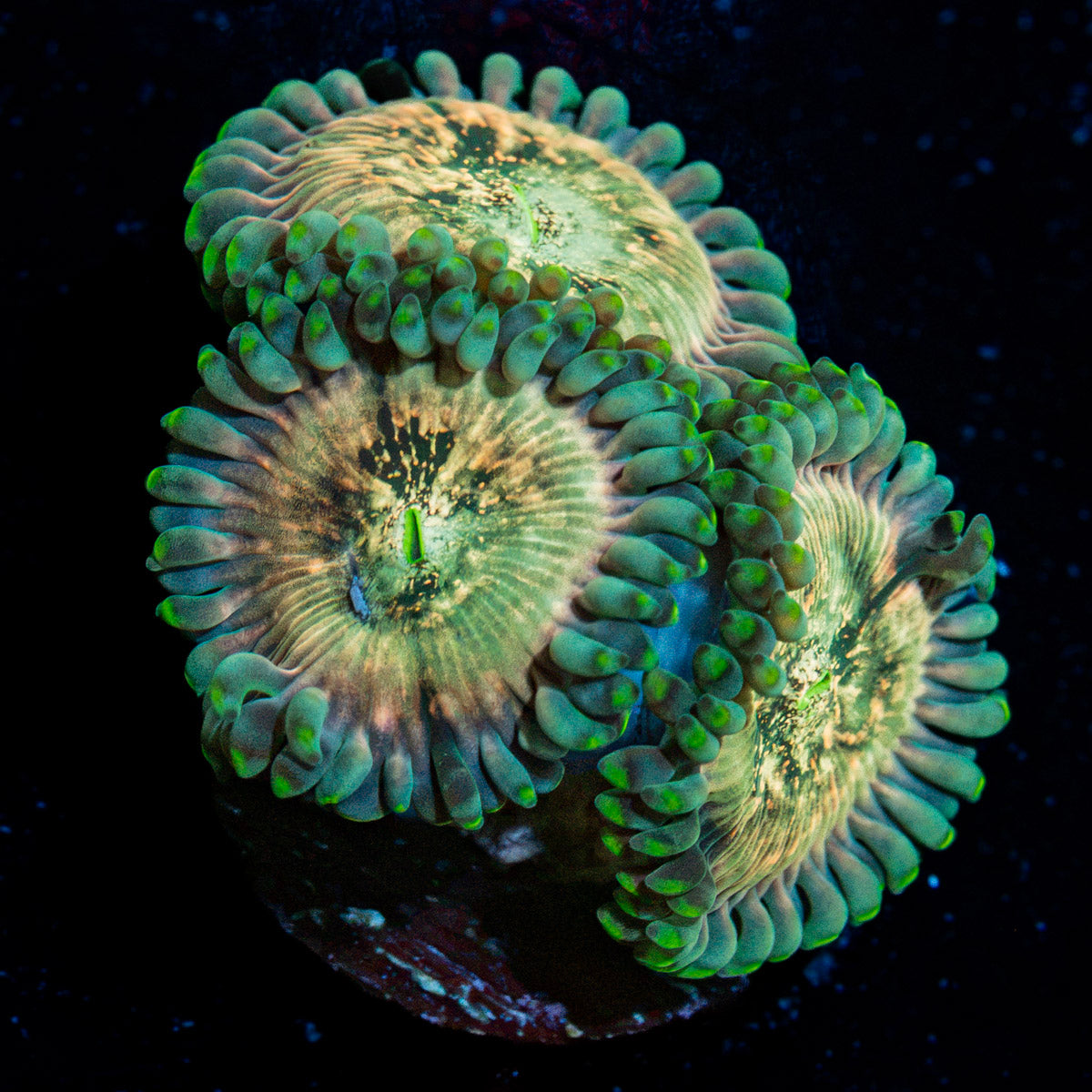 Milky Way Zoanthid Coral colony growth in reef aquarium