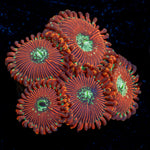 Dark Magician zoanthid coral colony growth in reef aquarium