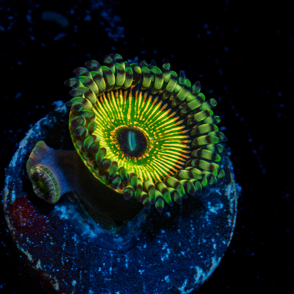 Hyper Jubilees Zoanthids with colony growth in reef aquarium