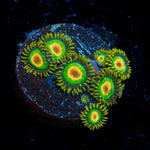 Rasta Zoanthid Coral with colony growth in reef aquarium