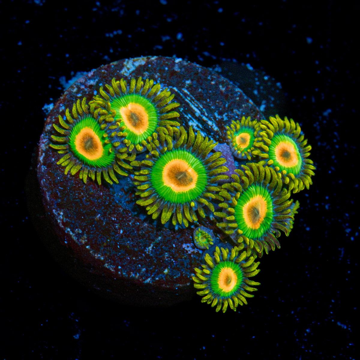 Rasta Zoanthid Coral with colony growth in reef aquarium